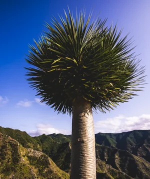 Tree With Mountain in the Background