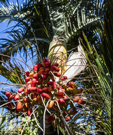 Tree With Fruit