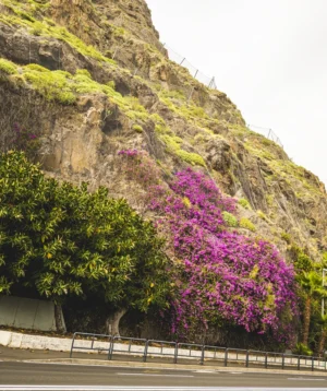 Hill With Trees on It