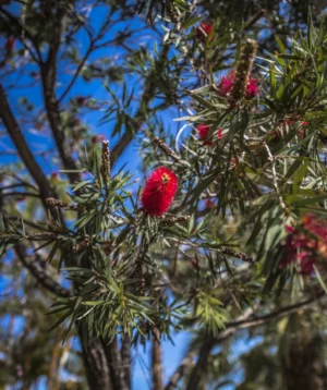 Tree With Red Flowers