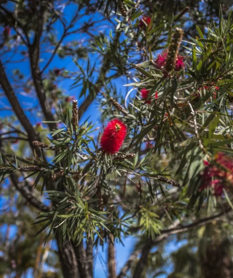 Tree With Red Flowers