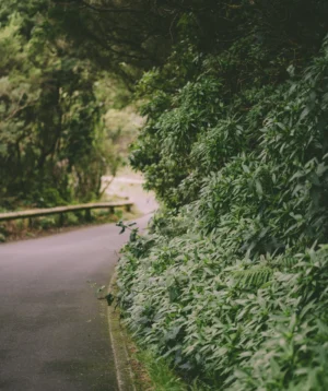 Road With Trees on the Side