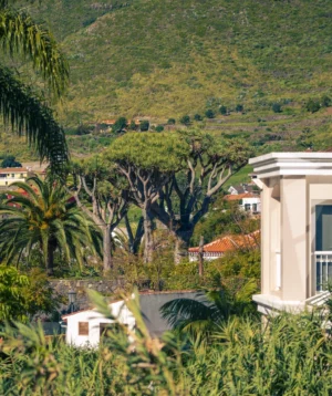 Group of Houses in Wooded Area