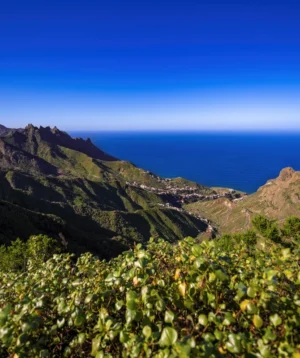 Landscape With Hills and Plants