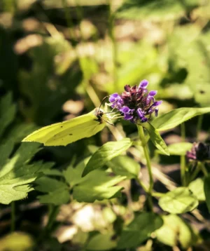 Butterfly on Flower