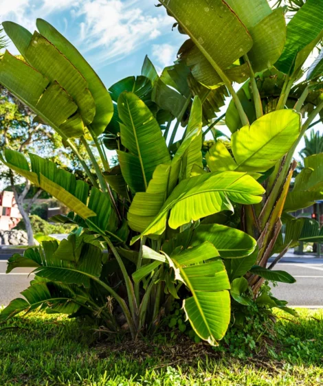 Plant With Large Leaves