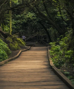 Wooden Bridge in Forest