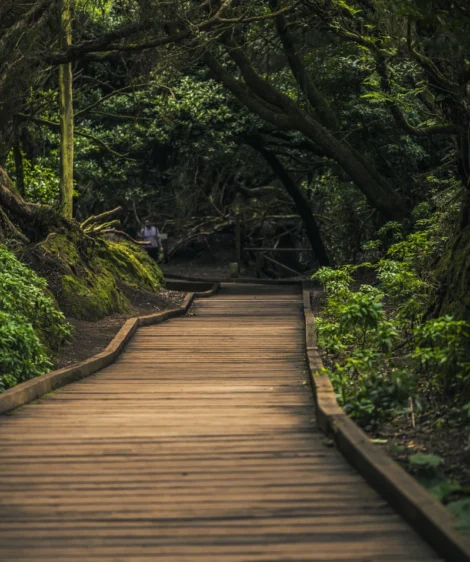Wooden Bridge in Forest