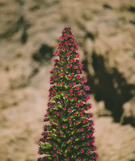 Tajinaste With Colorful Flowers