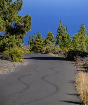 Road With Trees on the Side