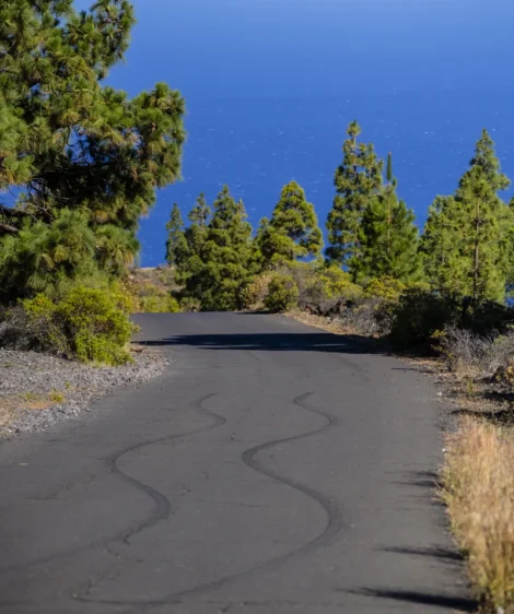 Road With Trees on the Side