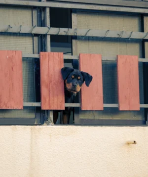 Dog Looking Out Window