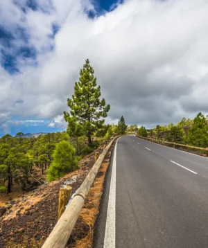 Road With Trees on the Side