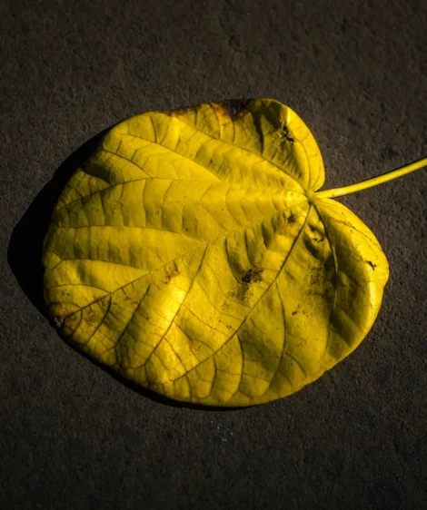 Yellow Leaf on Black Surface