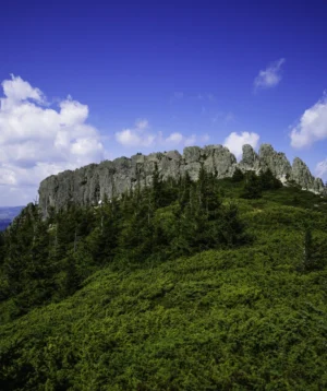 Mountain With Trees on It