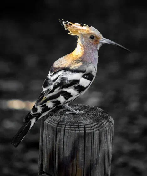 Bird With Long Beak