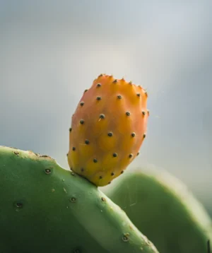 Close Up of Bug