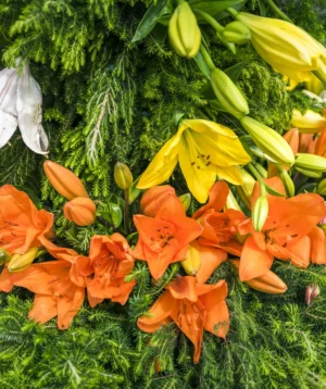 Group of Orange Flowers