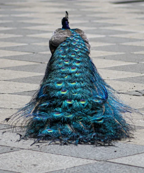 Peacock on Stone Surface
