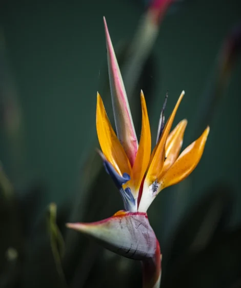 Close Up of Flower