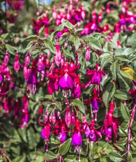 Close Up of Plant