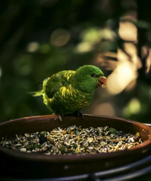 Bird Eating Seeds