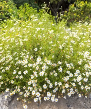 Bush With White Flowers