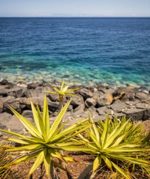 Group of Plants Next to Body of Water