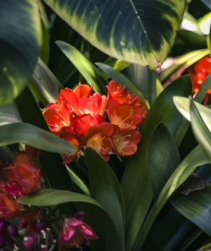 Close-up of Some Flowers