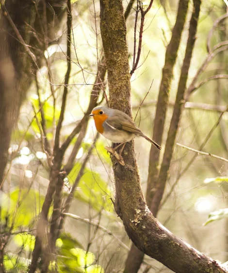 Bird Perched on Tree Branch