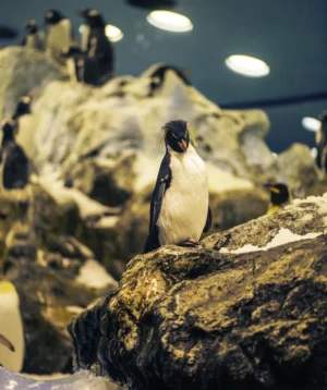 Penguin Standing on Rock