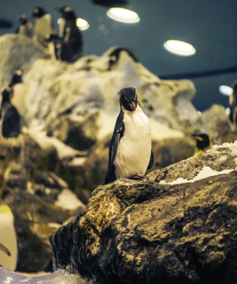 Penguin Standing on Rock