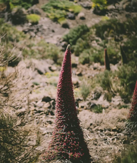 Close-up of Plant