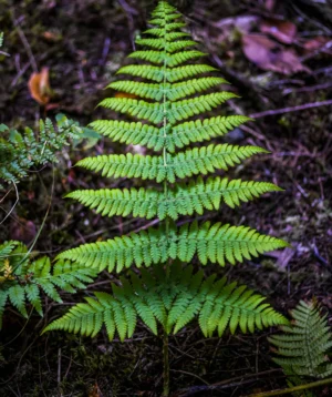 Close-up of a Fern