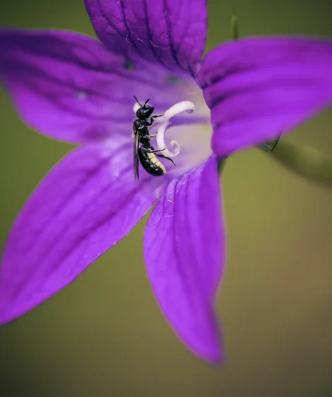 Bee on Purple Flower