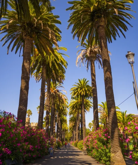 Path With Palm Trees and Flowers
