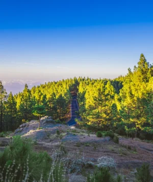 River Running Through Forest