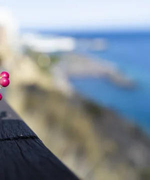 Close-up of Some Berries