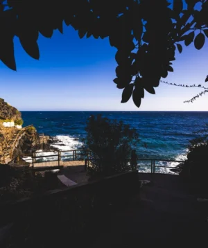 Beach With Fence and Trees