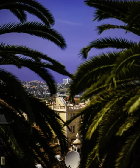 Puerto de la Cruz Seen Between the Palm Trees