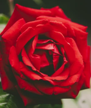 Close Up of Red Rose