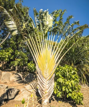 Cactus in Desert