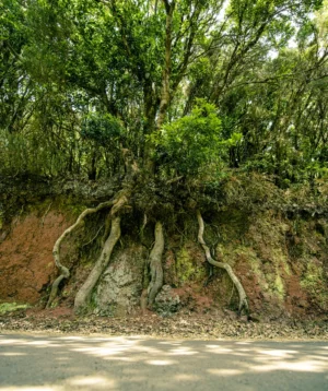 Tree With Many Branches