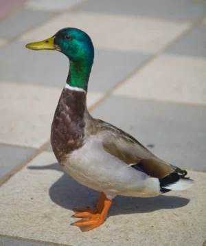 Duck on Sidewalk