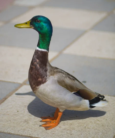 Duck on Sidewalk