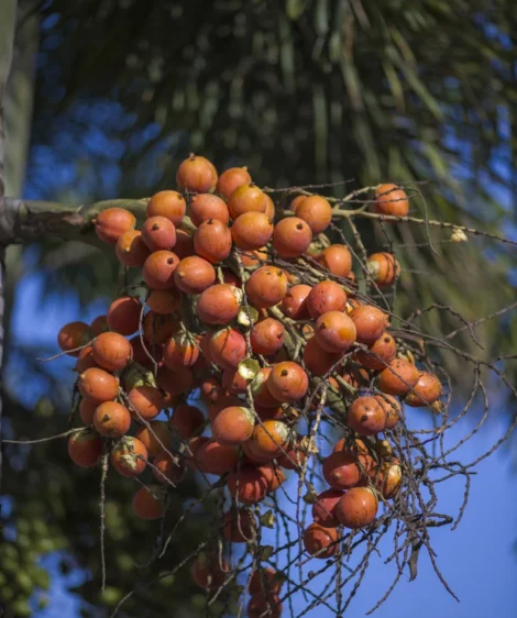Tree With Many Fruits on It