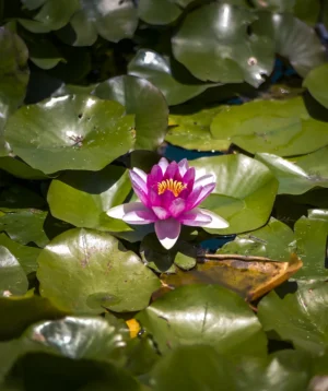 Flower in Pond