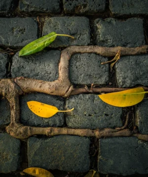 Snake on Brick Surface