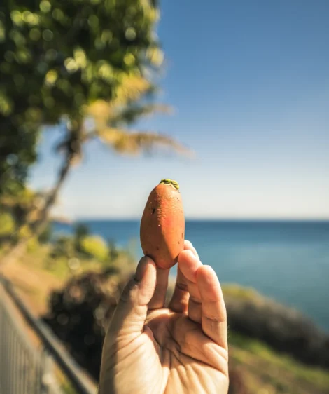 Hand Holding Pepper