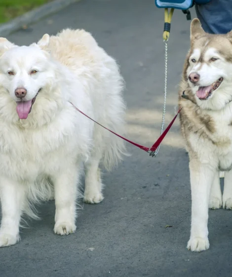 Two Dogs on Leashes